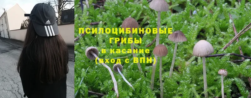 Псилоцибиновые грибы мицелий  Кунгур 